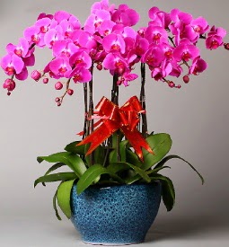 7 dallı mor orkide  Antalya Asya çiçek online çiçek siparişi 