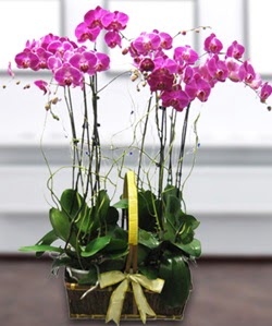 4 dallı mor orkide  Antalya Asya güvenli kaliteli hızlı çiçek 