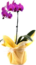  Antalya Asya çiçek siparişi sitesi  Tek dal mor orkide saksı çiçeği