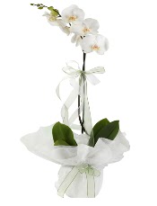1 dal beyaz orkide iei  Antalya Asya iek siparii vermek 