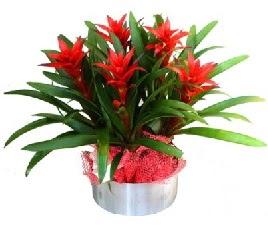 5 adet guzmanya saksı çiçeği  Antalya Asya çiçek gönderme sitemiz güvenlidir 