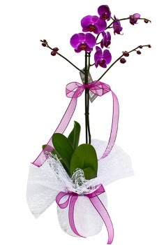 Tek dallı mor orkide  Antalya Asya çiçekçi telefonları 