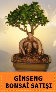 Ginseng bonsai satışı japon ağacı  Antalya Asya cicek , cicekci 