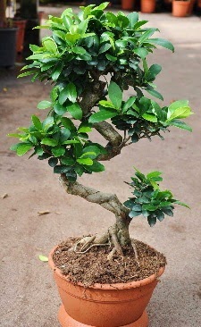 Orta boy bonsai saksı bitkisi  Antalya Asya internetten çiçek siparişi 