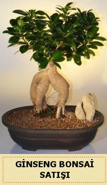 İthal Ginseng bonsai satışı japon ağacı  Antalya Asya çiçek siparişi sitesi 