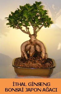 İthal japon ağacı ginseng bonsai satışı  Antalya Asya Melisa İnternetten çiçek siparişi 