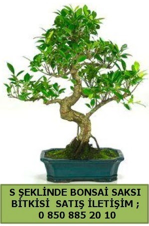 İthal S şeklinde dal eğriliği bonsai satışı  Antalya Asya çiçek gönderme 