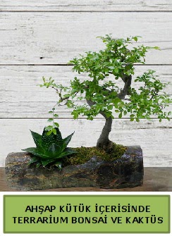 Ahşap kütük bonsai kaktüs teraryum  Antalya Asya internetten çiçek siparişi 
