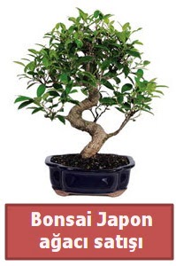 Japon ağacı bonsai satışı  Antalya Asya çiçek siparişi sitesi 