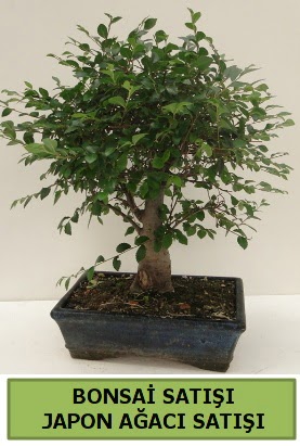 Minyatr bonsai japon aac sat  Antalya Asya iek gnderme sitemiz gvenlidir 