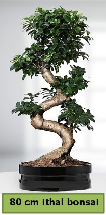 80 cm özel saksıda bonsai bitkisi  Antalya Asya çiçekçi telefonları 