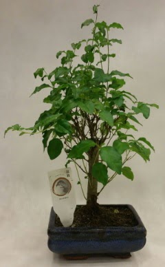 Minyatür bonsai japon ağacı satışı  Antalya Asya çiçekçi telefonları 