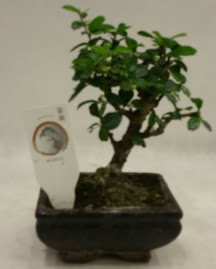 Küçük minyatür bonsai japon ağacı  Antalya Asya çiçek gönderme 