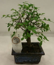 Minyatür ithal japon ağacı bonsai bitkisi  Antalya Asya çiçek satışı 