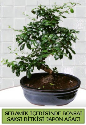 Seramik vazoda bonsai japon ağacı bitkisi  Antalya Asya çiçek siparişi sitesi 