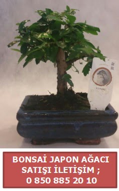 Japon ağacı minyaür bonsai satışı  Antalya Asya çiçek satışı 