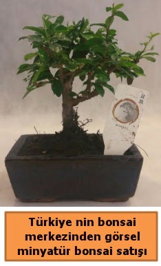 Japon ağacı bonsai satışı ithal görsel  Antalya Asya çiçek yolla 