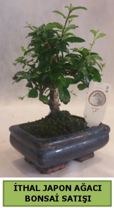 İthal japon ağacı bonsai bitkisi satışı  Antalya Asya çiçekçi telefonları 