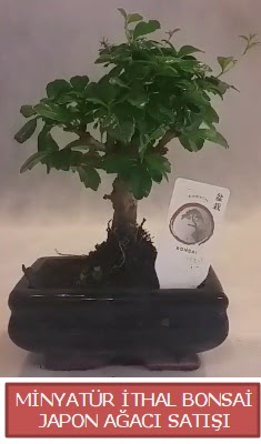Küçük görsel bonsai japon ağacı bitkisi  Antalya Asya çiçek , çiçekçi , çiçekçilik 