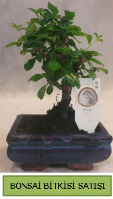 Bonsai ithal görsel minyatür japon ağacı  Antalya Asya ucuz çiçek gönder 