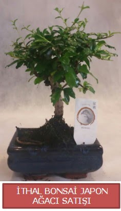 İthal küçük boy minyatür bonsai ağaç bitkisi  Antalya Asya çiçekçi telefonları 