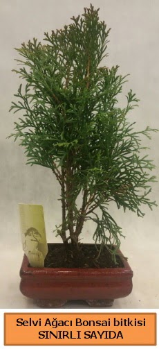 Selvi ağacı bonsai japon ağacı bitkisi  Antalya Asya çiçek satışı 