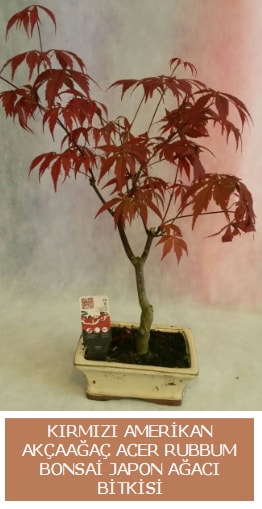Amerikan akçaağaç Acer Rubrum bonsai  Antalya Asya uluslararası çiçek gönderme 