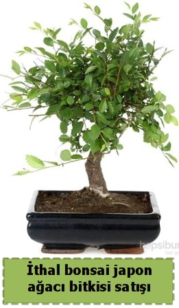 İthal bonsai saksı çiçeği Japon ağacı satışı  Antalya Asya Melisa İnternetten çiçek siparişi 