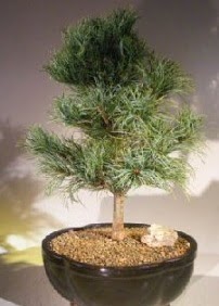 Çam ağacı bonsai bitkisi satışı  Antalya Asya ucuz çiçek gönder 