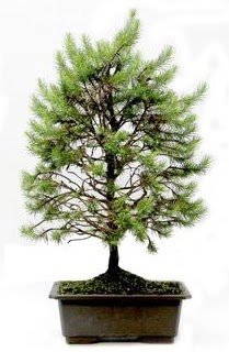 *** STOKTA YOK - Çam ağacı bonsai bitkisi satışı  Antalya Asya cicekciler , cicek siparisi 