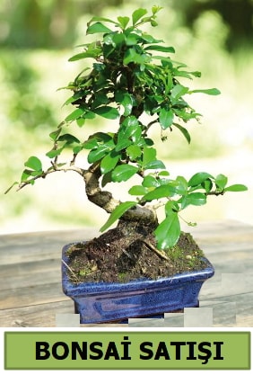 Çam bonsai japon ağacı satışı  Antalya Asya çiçek satışı 