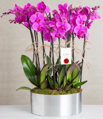 11 dallı mor orkide metal vazoda  Antalya Asya çiçek gönderme sitemiz güvenlidir 