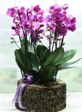 Kütük içerisinde 6 dallı mor orkide  Antalya Asya ucuz çiçek gönder 
