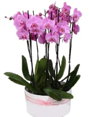 Beyaz seramik içerisinde 7 dallı mor orkide  Antalya Asya çiçekçi telefonları 
