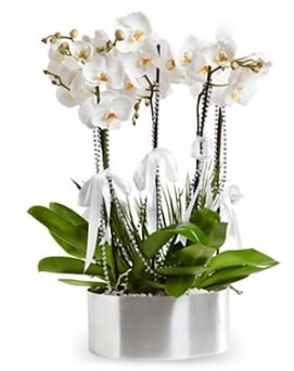 Beş dallı metal saksıda beyaz orkide  Antalya Asya çiçek yolla 