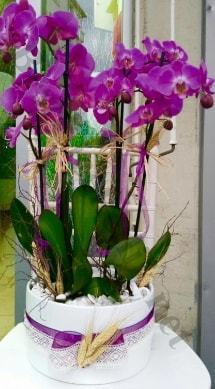 Seramik vazoda 4 dallı mor lila orkide  Antalya Asya online çiçek gönderme sipariş 