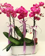 Beyaz seramik içerisinde 4 dallı orkide  Antalya Asya ucuz çiçek gönder 