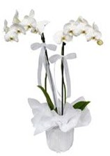 2 dallı beyaz orkide  Antalya Asya güvenli kaliteli hızlı çiçek 