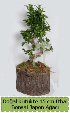 Doğal kütükte İthal bonsai japon ağacı  Antalya Asya çiçek gönderme 