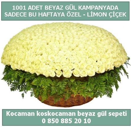 1001 adet beyaz gül sepeti özel kampanyada  Antalya Asya çiçek gönderme sitemiz güvenlidir 