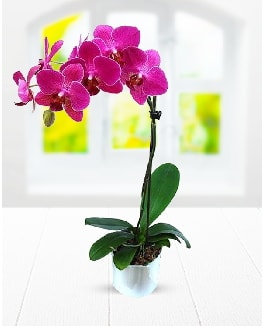 Tek dallı mor orkide  Antalya Asya çiçek satışı 