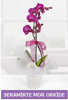 Seramik içerisinde birinci kalite tek dallı mor orkide  Antalya Asya Melisa İnternetten çiçek siparişi 