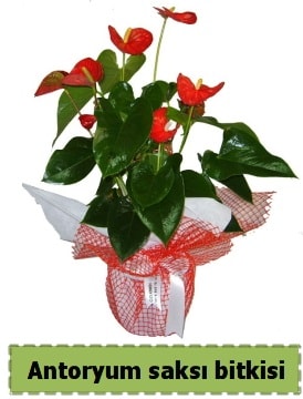 Antoryum saksı bitkisi satışı  Antalya Asya çiçek , çiçekçi , çiçekçilik 