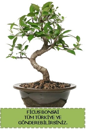 Ficus bonsai  Antalya Asya çiçek gönderme sitemiz güvenlidir 