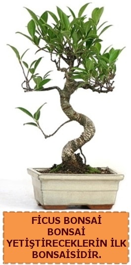 Ficus bonsai 15 ile 25 cm arasındadır  Antalya Asya çiçek yolla 