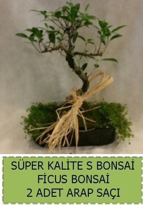 Ficus S Bonsai ve arap saçı  Antalya Asya çiçekçi telefonları 