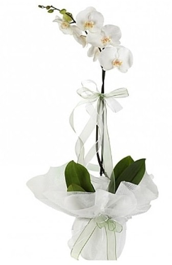 Tekli Beyaz Orkide  Antalya Asya hediye çiçek yolla 
