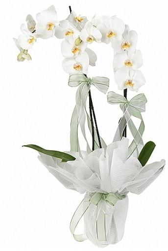 Çift Dallı Beyaz Orkide  Antalya Asya anneler günü çiçek yolla 