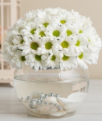 Fanusta beyaz Papatya  Antalya Asya çiçek satışı 
