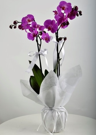 Çift dallı saksıda mor orkide çiçeği  Antalya Asya çiçek siparişi vermek 